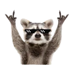 Yayyy Racoon